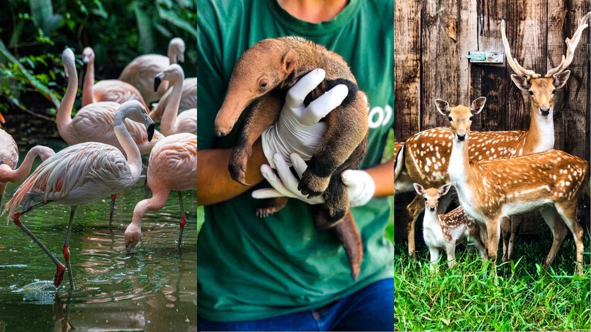 Zoológico cercado de Mata Atlântica com foco em conservação, no Zoo BC de Balneário Camboriú